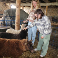 Koigu Sheep Sweater Kit