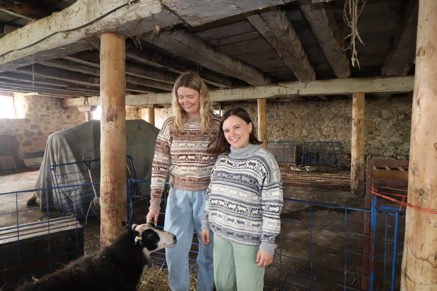 Koigu Sheep Sweater Kit