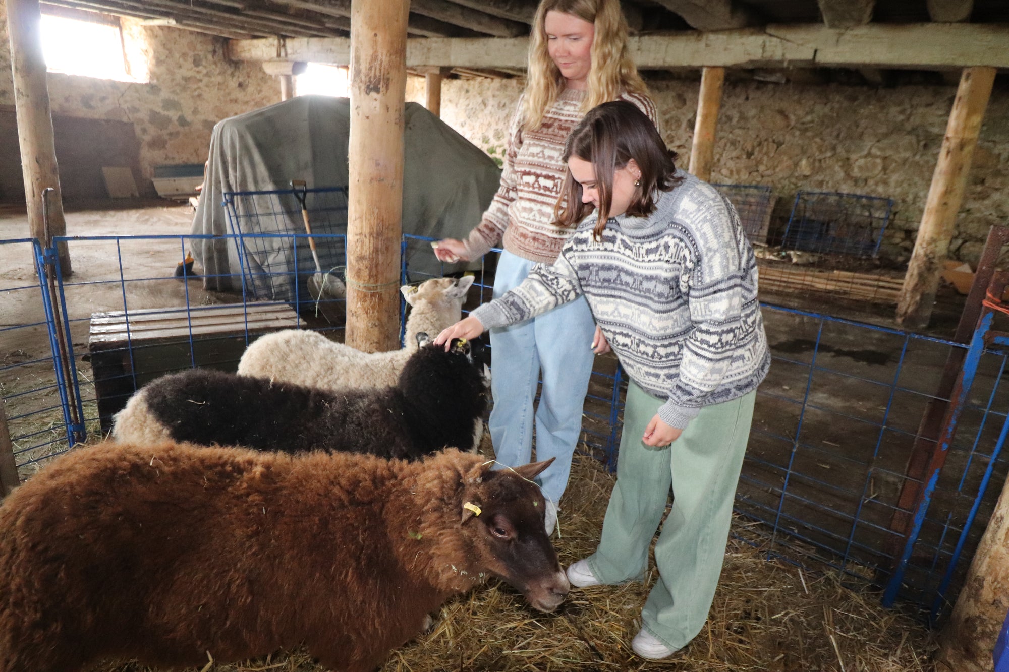 Koigu Sheep Sweater Kit