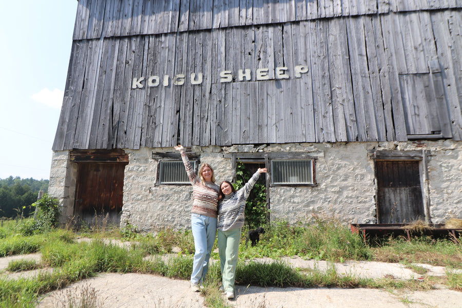 Koigu Sheep Sweater Kit